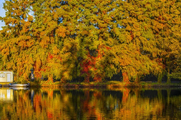Прекрасне барвисте осіннє листя, сонячний день . — стокове фото