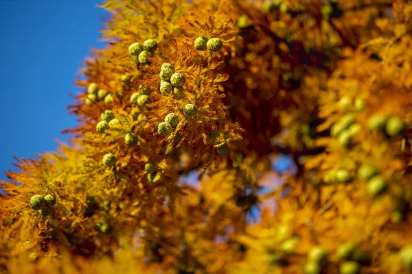 Beautiful Colorful Autumn Leaves, sunny day. — Stock Photo, Image