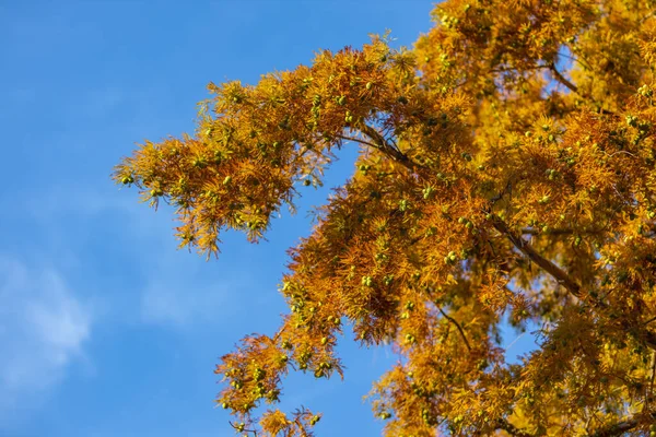 Beautiful Colorful Autumn Leaves, sunny day. — Stock Photo, Image