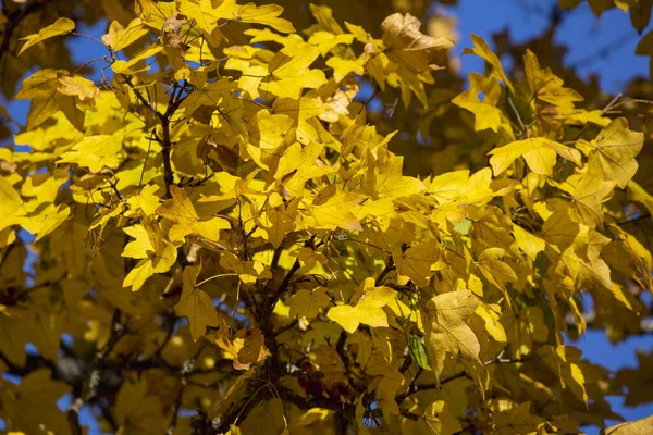 Beautiful Colorful Autumn Leaves, sunny day. — Stock Photo, Image