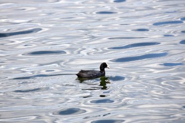 Avrasya yaban ördeği (Fulica atra), Rallidae familyasından bir kuş türü. Avrupa 'da bulunur.