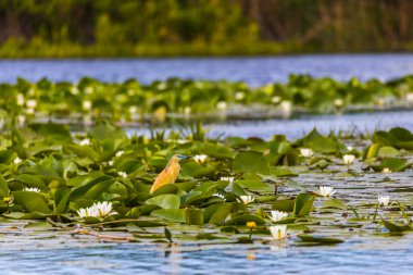 Romanya 'daki Tuna Deltası Biyosfer Rezervindeki Squacco balıkçıl (Ardeola ralloides)