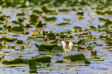 Romanya 'daki Tuna Deltası Biyosfer Rezervindeki Squacco balıkçıl (Ardeola ralloides)