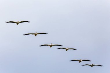 Büyük Beyaz Pelikan, Pelecanus onocrotalus, Uçan Grup.