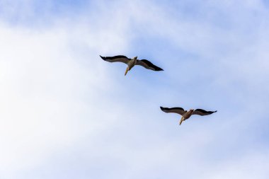Büyük Beyaz Pelikan, Pelecanus onocrotalus, Uçan Grup.