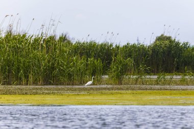 Su zambaklarıyla dolu bir gölette büyük balıkçıl, büyük balıkçıl ya da büyük beyaz balıkçıl ya da büyük balıkçıl olarak da bilinir.