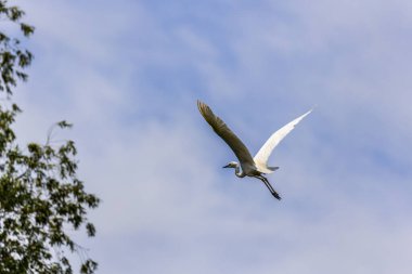 Beyaz balıkçıl, Büyük Egret, gölün arka planında uçar. Doğal yaşam alanındaki su kuşu. Vahşi yaşam sahnesi