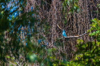 Avrupa silindiri (coracias garrulus) ağaçta. Tuna Deltası Romanya