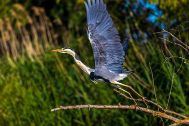 Romanya 'dan Tuna Deltası' nda gri balıkçılkuşu (Ardea cinerea)