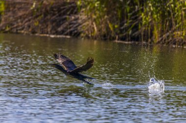 Büyük Karabatak 'ın yakın plan çekimi gölün yüzeyinden başlıyor. Etrafı ışık saçan su damlacıklarıyla çevrili..
