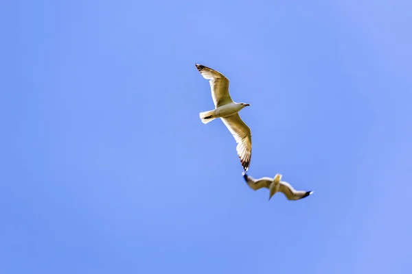 European Herring Gull Larus Argentatus Flight — Stock Photo, Image