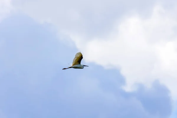 Ein Fliegender Seidenreiher Egretta Garzetta Mit Offenen Flügeln — Stockfoto