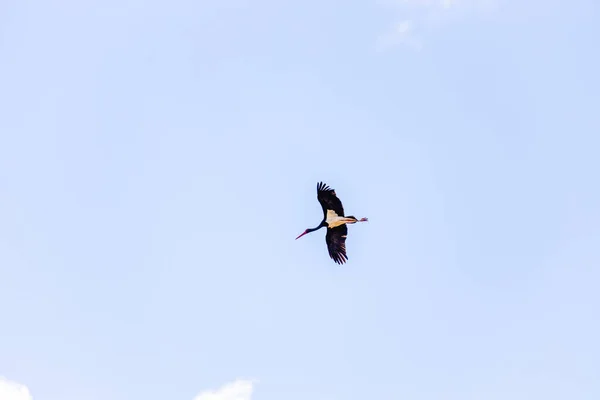 在希腊莱什沃斯岛春季迁徙期间飞行的成年黑鹤 Ciconia Nigra — 图库照片