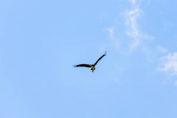 Adult Black Stork Ciconia Nigra Flight Spring Migration Greek Island — Stock Photo, Image