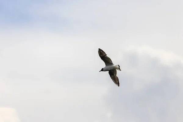European Herring Gull Larus Argentatus Flight — Stock fotografie