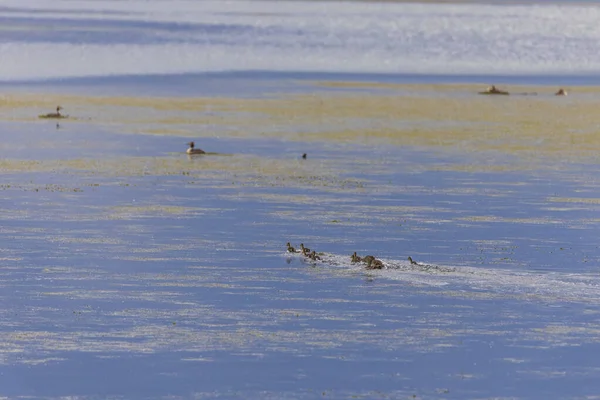 Wildenten Mit Küken Auf Einem See — Stockfoto