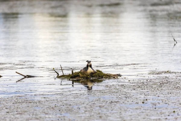 Haubentaucher Podiceps Cristatus Auf Dem Nest — Stockfoto