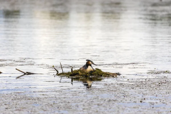 Haubentaucher Podiceps Cristatus Auf Dem Nest — Stockfoto