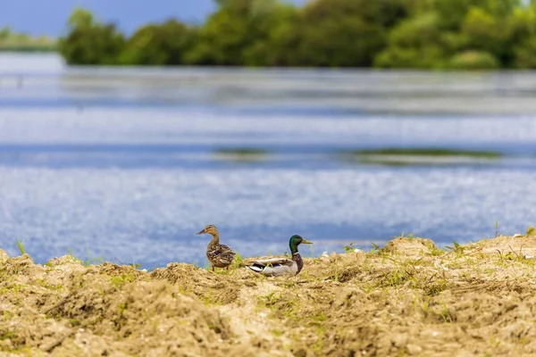 Bir Çift Yaban Ördeği Anas Platyrhynchos Ördek Yavrusu — Stok fotoğraf