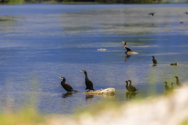 Grupo Cormoranes Juveniles Posados Sobre Árbol Sumergido Río — Foto de Stock