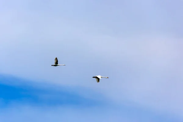 Dvě Velké Labutě Letící Modré Obloze — Stock fotografie