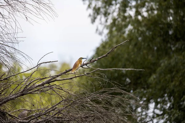 Squacco Heron Ardeola Ralloides Donaus Biosfärområde Rumänien — Stockfoto