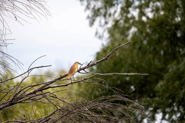 Squacco Heron Ardeola Ralloides Donaus Biosfärområde Rumänien — Stockfoto