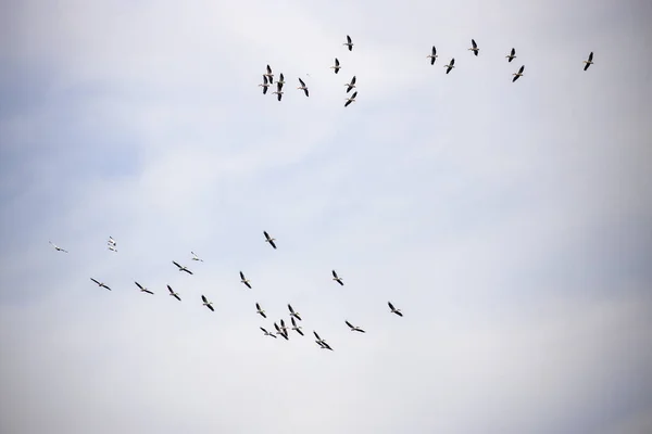 Great White Pelican Pelecanus Onocrotalus Group Flight — Stock Photo, Image