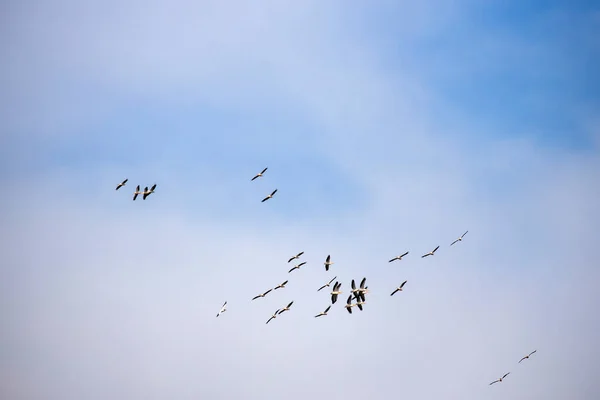 Great White Pelican Pelecanus Onocrotalus Group Flight — Stock Photo, Image