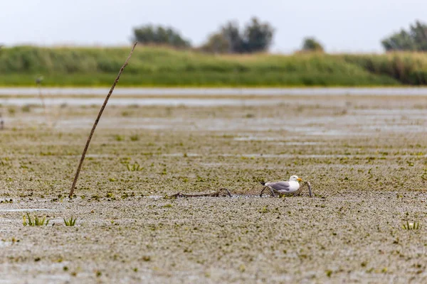 Möwe Versucht Fisch Aus Fischernetz Stehlen — Stockfoto