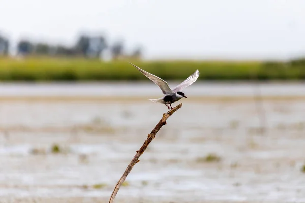 Whiskered Tern Vuelo Chlidonias Hybridus —  Fotos de Stock