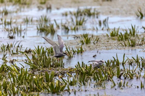 Flussseeschwalben Sitzen Der Nähe Von Nistplätzen — Stockfoto