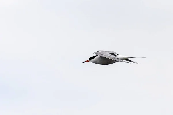 Whiskered Tern Flight Chlidonias Hybridus — Stockfoto