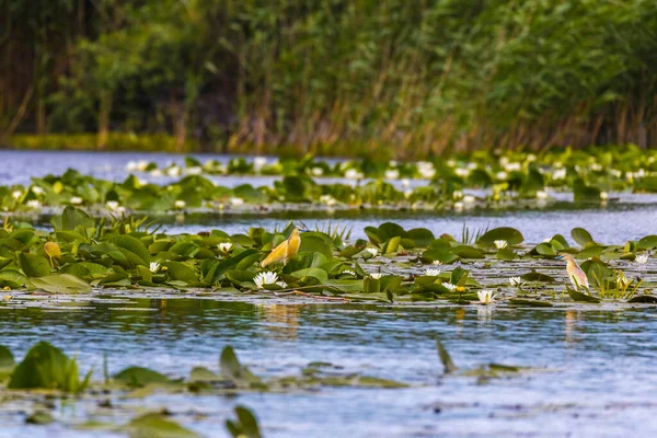 Garza Del Squacco Ardeola Ralloides Reserva Biosfera Del Delta Del —  Fotos de Stock