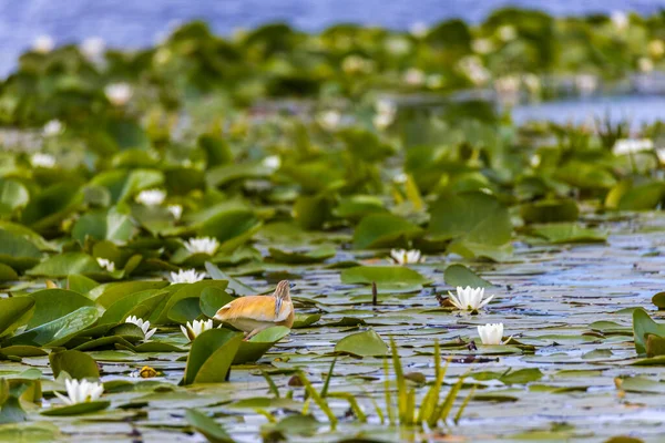 Garza Del Squacco Ardeola Ralloides Reserva Biosfera Del Delta Del — Foto de Stock