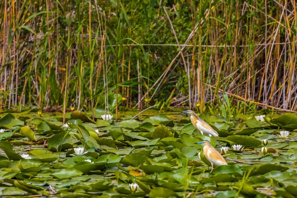 Garza Del Squacco Ardeola Ralloides Reserva Biosfera Del Delta Del — Foto de Stock