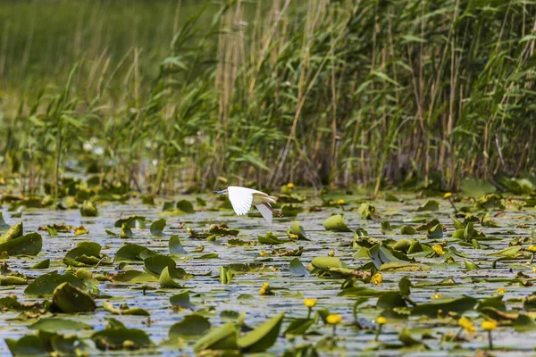Squacco Heron Ardeola Ralloides Donau Delta Biosfærereservat Romania – stockfoto
