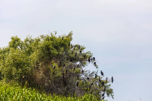Drzewa Pełne Ptaków Kormoranów Delcie Dunaju Rumunia — Zdjęcie stockowe