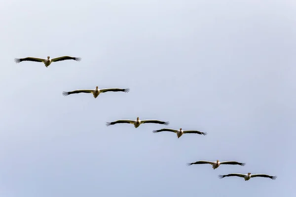 Biały Pelikan Pelecanus Onocrotalus Grupa Locie — Zdjęcie stockowe