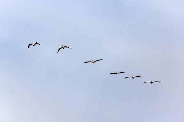 Grand Pélican Blanc Pelecanus Onocrotalus Groupe Vol — Photo