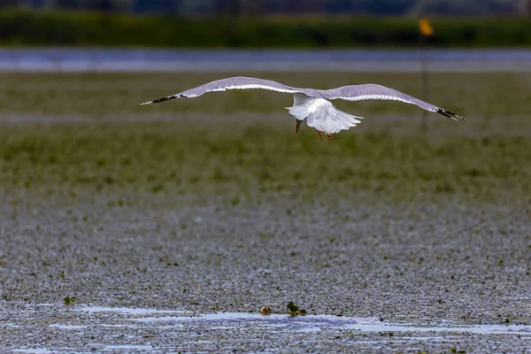 Möwe Versucht Fisch Aus Fischernetz Stehlen — Stockfoto