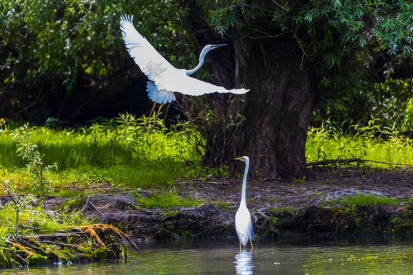 Grote Zilverreiger Een Vijver Met Waterlelies Ook Wel Bekend Als — Stockfoto