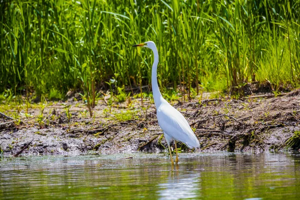 great egret in a pond with water lilies also known as the common egret, large egret or great white egret or great white heron