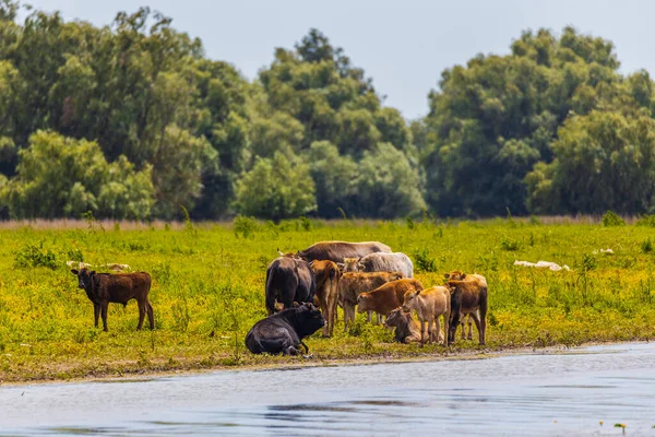 Grupo Vacas Delta Del Danubio — Foto de Stock