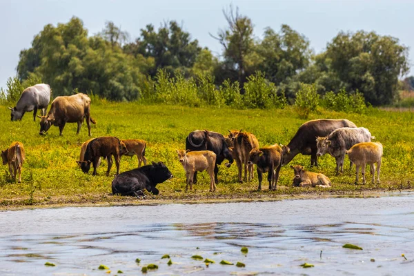Grupo Vacas Delta Del Danubio — Foto de Stock