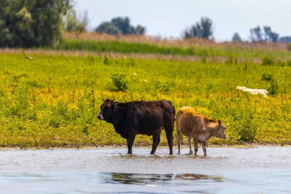 Grupo Vacas Delta Del Danubio — Foto de Stock