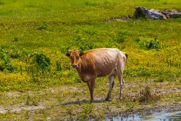 Grupo Vacas Delta Del Danubio — Foto de Stock