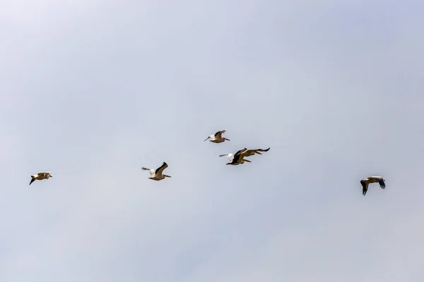 Biały Pelikan Pelecanus Onocrotalus Grupa Locie — Zdjęcie stockowe