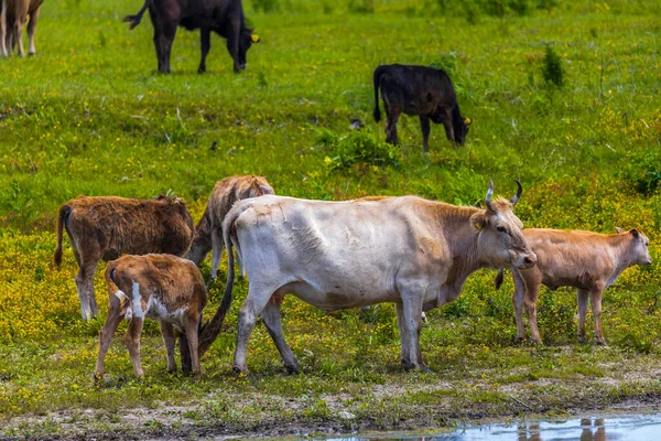 Group Cows Danube Delta — Stock Photo, Image