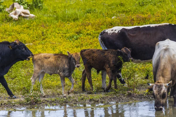 Group Cows Danube Delta — Stock Photo, Image